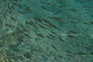 Fishes swim in Plitvice Lakes