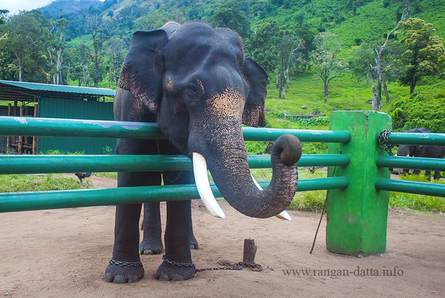 Top Slip Kozhikkamuthy Elephant camp (Annaimalai) in India - Elephant  Encyclopedia and Database
